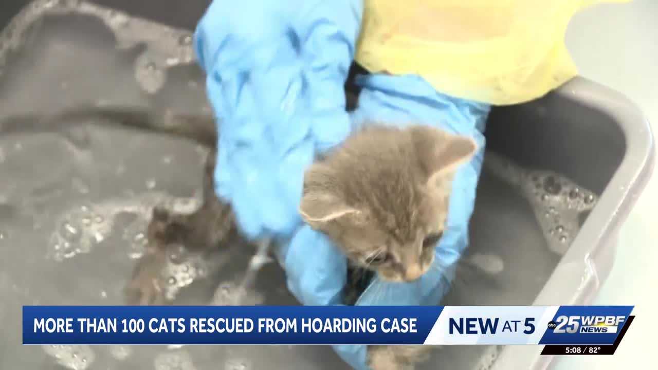 More than 100 cats rescued from hoarding situation in Port St. Lucie — WPBF West Palm Beach, Madrid Health news